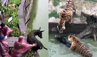 Shocking! Tigers fed live donkey at Chinese Zoo as visitors witness cruel act in horror (Watch Video)