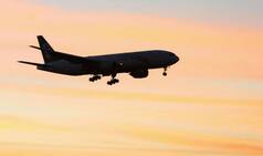 Explained: What Are Bird Strikes And How Dangerous Are They?