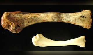 Giant flying turkey bigger than kangaroos once roamed Australia!