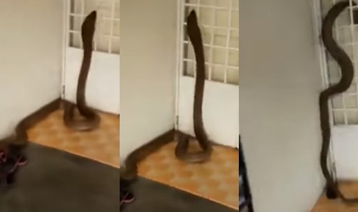 Snake Pounces On Man S Face As He Opens Door Video Daily