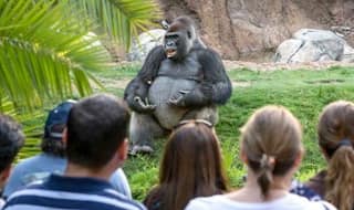 Twitterati found a philosophical gorilla giving TED Talk and made it into a series of funny memes!