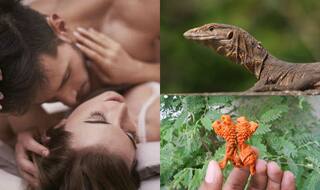 How to increase sex drive? Monitor lizards' penises sold in India instead of plant root 'Hatha Jodi'
