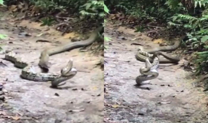 Python Vs King Cobra Watch Viral Video Of Battle Of Snakes At