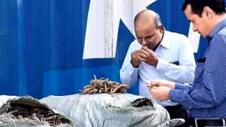 'Sex Drug' seized in Mumbai: 33,000kg of rare Himalayan Saussurea costus or Kuth was smuggled via China
