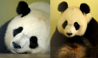 French Zoo Announces First Panda Pregnancy Ever! Giant Panda Huan Huan is Likey to Give Birth in August!