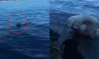 Dog Saves Baby Deer From Drowning by Jumping Into Waters off Long Island (Watch Video)