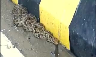 Python Strays Onto Road Near Lakhaniya Dari Waterfalls After Heavy Rains in UP: Watch Video