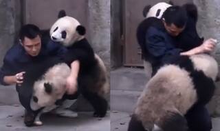 Giant Pandas Not Willing To Take Medicine Is The Best Remedy To Your Mid-Week Blues (Watch Video)
