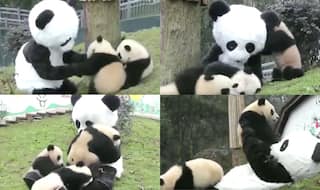 Zoo Keeper Wears Giant Panda Costume While Interacting With Cubs, Isn't That The Best Job In The World? (Watch Video)
