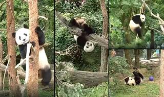 Giant Panda Bei Bei Falling From the Trees and the Internet Just Cannot Seem to get Enough of it