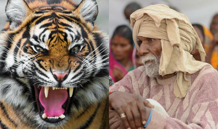 Aged Parents Sent in Forests as Tiger Prey in Uttar Pradesh Villages to ...