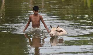 Bihar: Youth Lynched to Death Over Alleged Cattle Theft in Patna