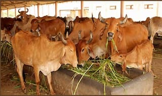Over 70 Cows Die in shelter in Haryana's Panchkula Due to Suspected Food Poisoning