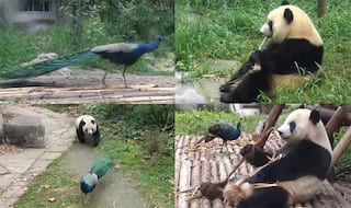 Panda and Peacock's Epic Battle in China Zoo Reminds of Po and Lord Shen's Fight from Kung Fu Panda 2 (Watch Video)