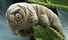 Tardigrades Are The Toughest Animals On Earth And Can Easily Survive An Apocalypse