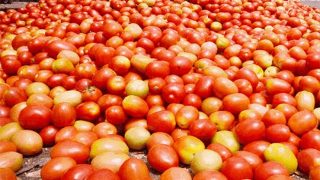 Armed Security Guards Protect Tomato Trucks in Indore as Prices Reach Rs 100 at Many Places