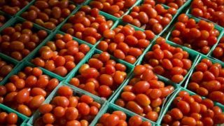 Tomato Prices Drop Marginally in Mumbai, Navi Mumbai as Supply Improves