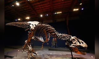 Evidence of  Pre-Cretaceous Large Dinosaurs Found in Africa