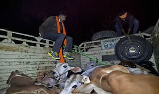 Cow Vigilantes Attacked in Maharashtra's Ahmednagar, 20 Detained