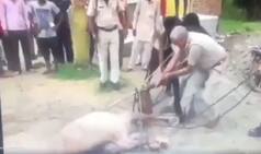 Watch Video: Cops Assist Men Strangle Horse in Haryana's Jind; 10 Booked
