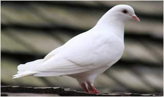 कबूतर ने 'बिना टिकट' किया बस में सफर, कंडक्टर के खिलाफ हुई कार्रवाई