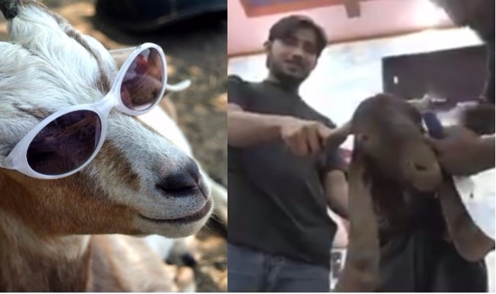 Eid Al Adha Latest News Videos And Photos On Eid Al Adha India Com News