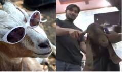Eid al-Adha 2019: Know All About Why Muslims 'Sacrifice' Cattle on Festival of Eid-ul-Zuha or Bakra Eid
