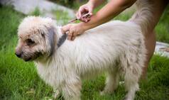 What is Rabies? What are its Causes and Symptoms?