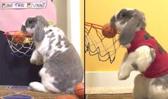 Bini, The Rabbit, Sets Guinness Book of World Record For Dunking Basketballs