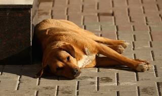 Last Surviving Member of Burari Family, Their Dog Tommy, Dies