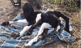 india.com top news