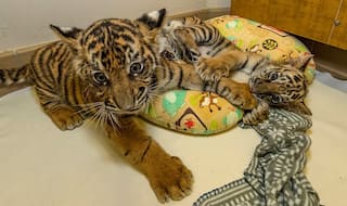 Rescued Bengal Tiger Cub And Sumatran Tiger Cub Bonds At San Diego Zoo, Watch Adorable Video