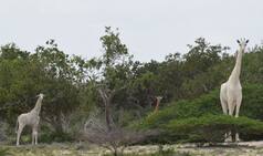 Leucistic Rare White Giraffes Captured On Video For The First Time Ever In Kenya