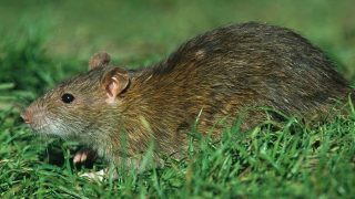 Hantavirus in India: Know Symptoms, Signs, Incubation Period And All Things Important About the Deadly Virus