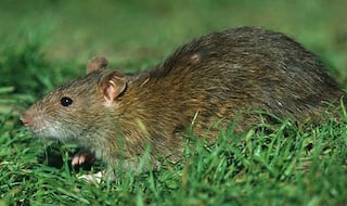 Hantavirus in India: Know Symptoms, Signs, Incubation Period And All Things Important About the Deadly Virus