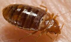 Bed Bugs Attracted to Body Odour in Dirty Laundry: How to Stop Bed Bugs From Spreading
