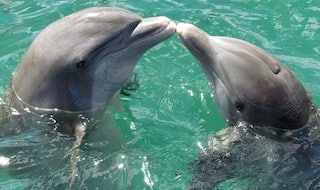 Humpback Male Dolphins Present Large Marine Sponges To Impress Females in a Romantic Gesture