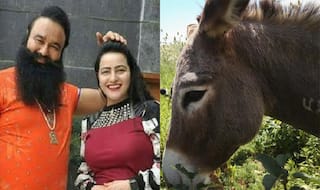 Donkeys Named Gurmeet Ram Rahim And Honeypreet Fetch Rs 11,000 At Ujjain's Gardhabh Mela