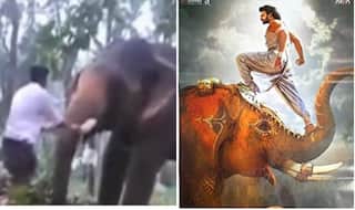 वीडियो: बाहुबली बनने चले इस युवक को हाथी ने ऐसा फेंका, हवा में लहराते हुए कई फीट दूर जा गिरा