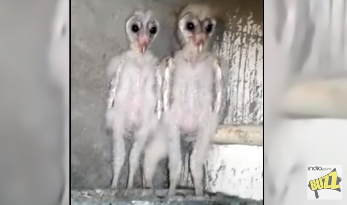 Barn Owls Mistaken For Aliens In Vizag In This Viral Video India Com