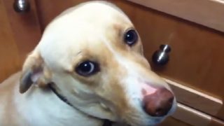 Dog With Pro-BJP Stickers on Body & Master Detained in Maharashtra's Nandurbar