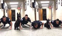Police Dog Does Push-Ups With Officers: Watch