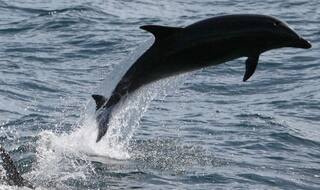 मादा डाल्फिनों को आकर्षित करने के लिए नर डाल्फिन देते हैं तोहफा