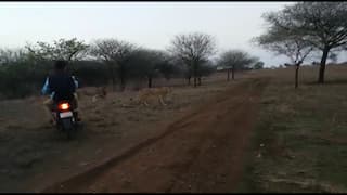 Watch Video: Men on Bikes Bully Lions in Gir, Arrested