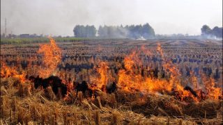 Ahead Of Winter, Centre Asks Punjab, Haryana, UP, Delhi To Chalk Out Plans To Curb Stubble Burning