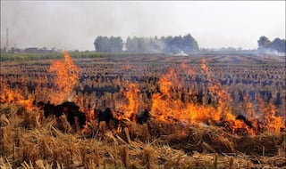 Ahead Of Winter, Centre Asks Punjab, Haryana, UP, Delhi To Chalk Out Plans To Curb Stubble Burning