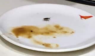 Cockroach Found in Food Served at Air India's First Class Lounge