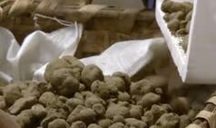 At Rs 4 Lakh a Day, Here's How Much Mushroom You'd Need to Eat — The Cost Story