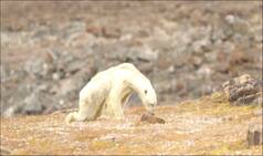 Heart Breaking Video Captures Starving Polar Bear's Last Hours