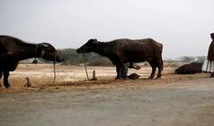 Gau Rakshaks Stab Truck Conductor For Illegal Transportation of Buffaloes, FIRs Registered